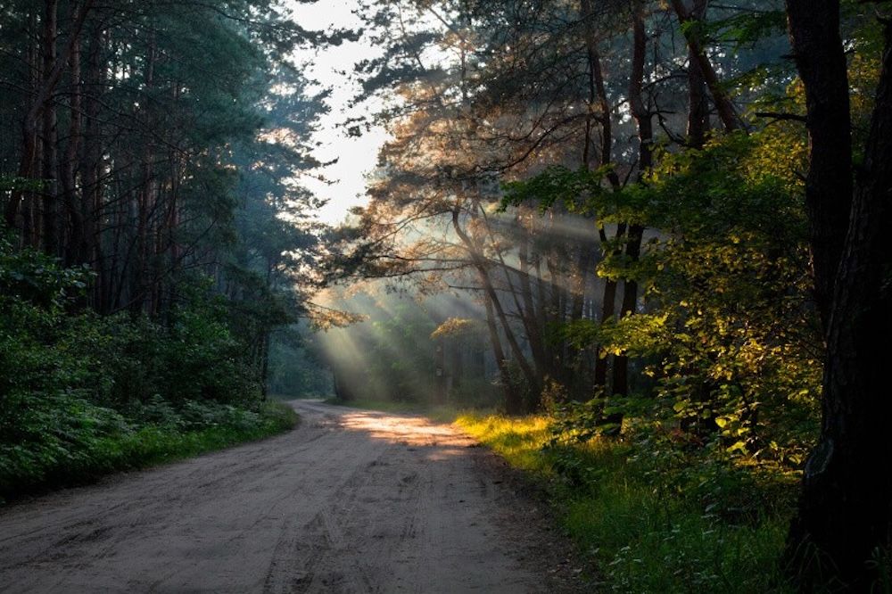 kampinos lomianki